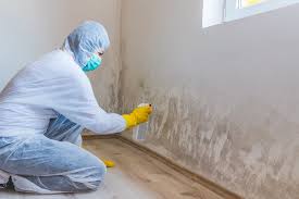 Best Basement Mold Removal in Canutillo, TX