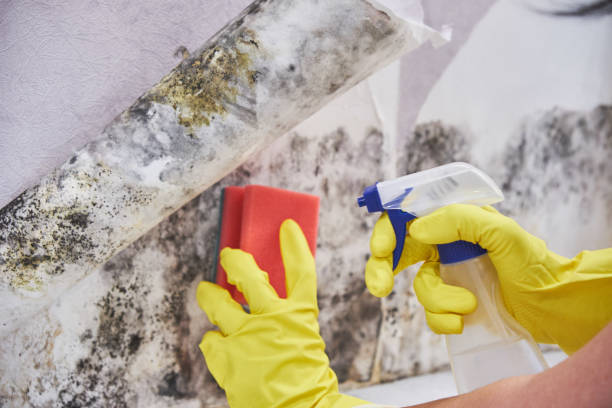 Best Attic Mold Removal in Canutillo, TX