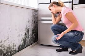 Best Mold Odor Removal Services in Canutillo, TX